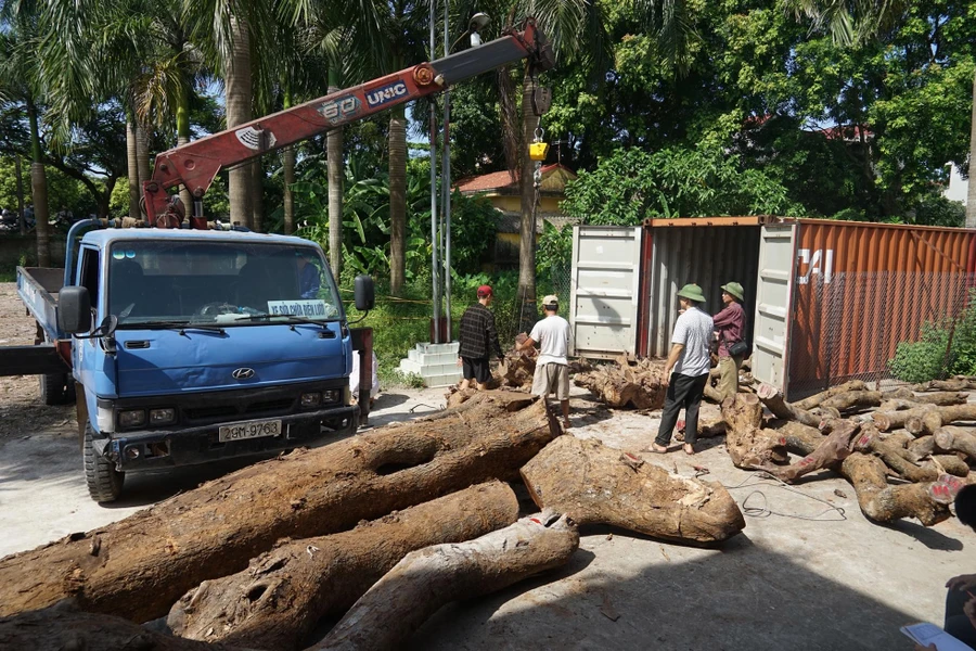 Những khúc gỗ sưa được vận chuyển, lưu giữ cẩn thận