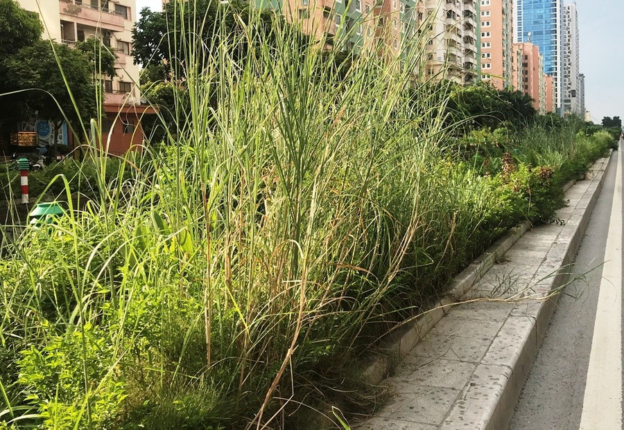 Nhiều tuyến phố ở Hà Nội cây cỏ mọc rậm như “rừng“ ảnh 4 Keyword đầu tiên có dấu