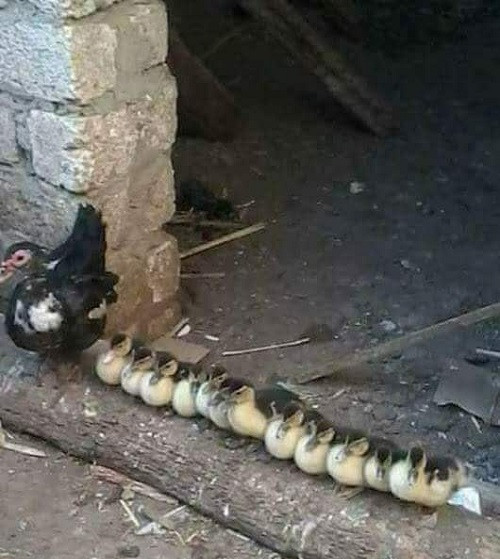 Đàn vịt văn minh.