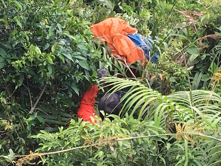 Dù mắc trên những bụi mây gai góc. Dù mắc trên những bụi mây gai góc.