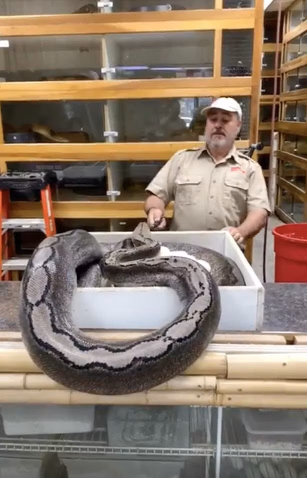 video: tran khong lo can ngap rang vao nguoi de bao ve trung hinh anh 2