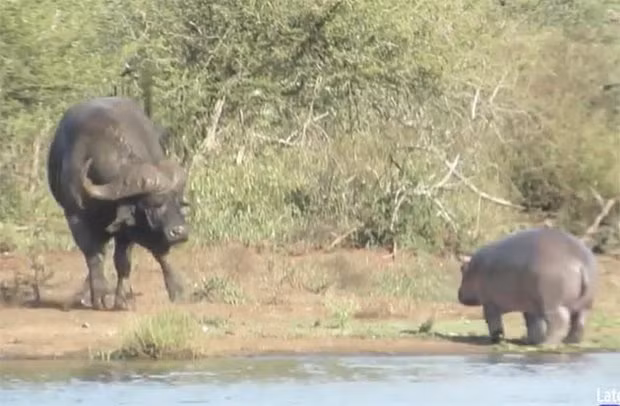 Video: Hà mã con hết đánh đuổi cá sấu rồi lại gây sự với trâu rừng