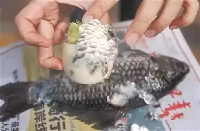 Mẹo cạo vảy cá nhẹ tênh, không lo bị văng tứ tung