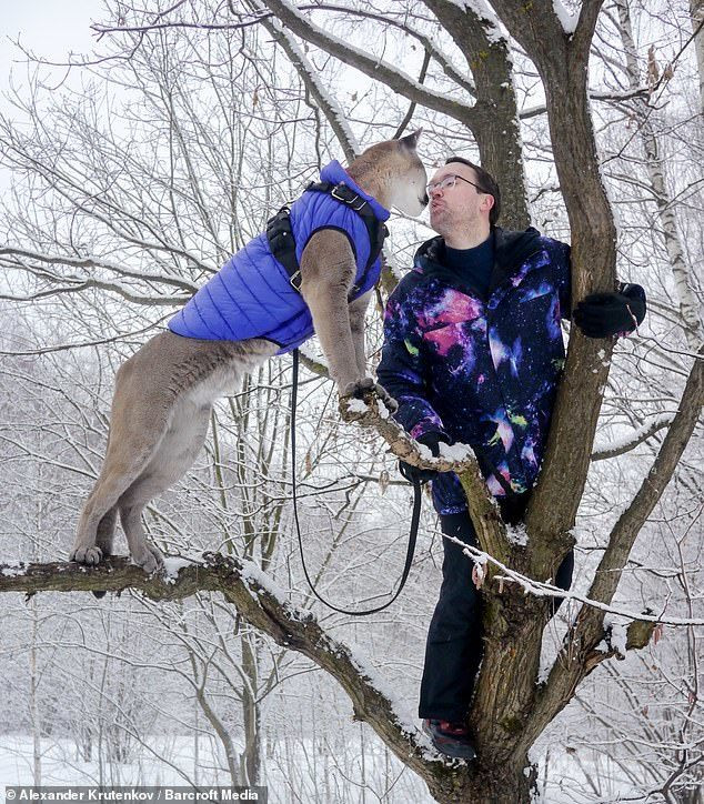 Cặp vợ chồng nuôi sư tử trong nhà làm thú cưng