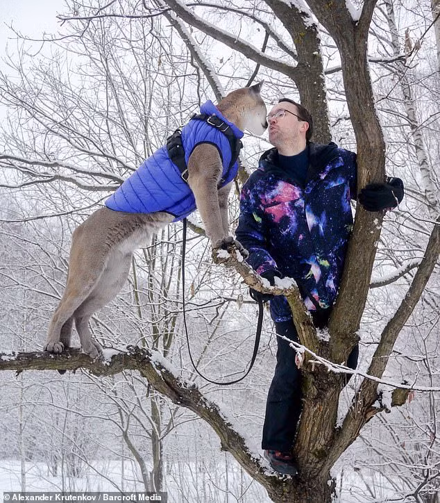 Cặp vợ chồng nuôi sư tử trong nhà làm thú cưng ảnh 2 Cặp vợ chồng nuôi sư tử trong nhà làm thú cưng