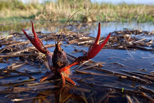 Tôm hùm đất (Cherax quadricarinatus) là loài cấm nhập khẩu vào Việt Nam