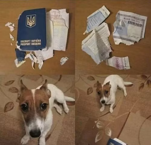 Gương mặt ngây thơ vô số tội. Gương mặt ngây thơ vô số tội.