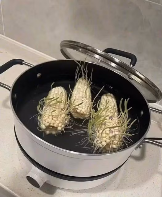 Luộc bắp, nhưng để quên trong nồi 3 ngày và cái kết...