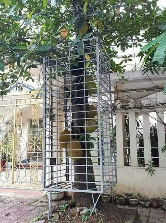 Ở đâu đó mít quý như gương ô tô. Ở đâu đó mít quý như gương ô tô.