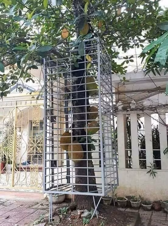 Ở đâu đó mít quý như gương ô tô.