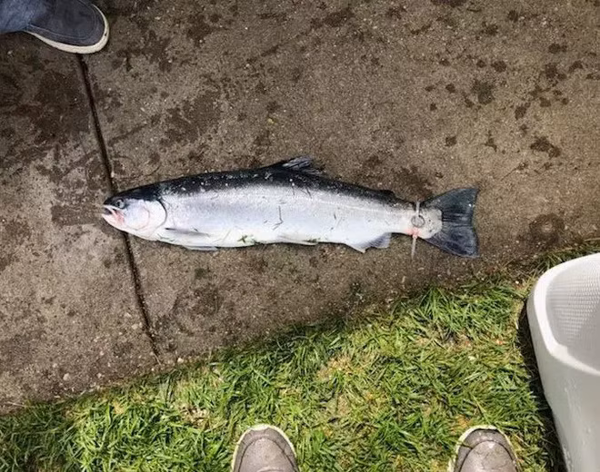 Ngay cả con cá hồi mang chiếc nhẫn cũng quá kém may mắn khi bị bắt lên chỉ trong vòng 7 tuần