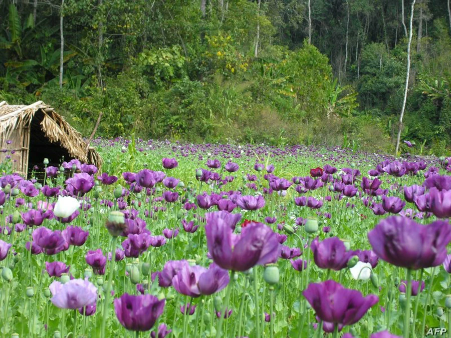 Lào phá huỷ hơn 100 ha trồng cây thuốc phiện