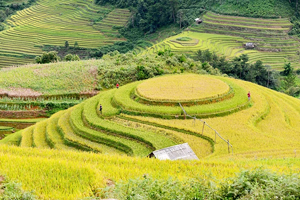 Mùa lúa chín vùng Tây Bắc “mời gọi” phượt thủ