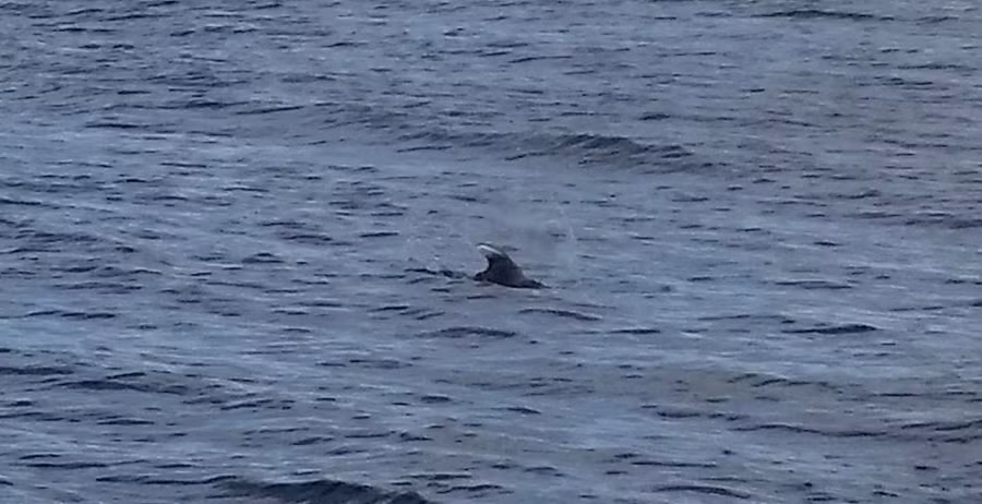 Một bức ảnh khác được cho là chụp quái vật hồ Loch Ness nhưng nhiều người cho rằng đây chỉ là một con cá heo.