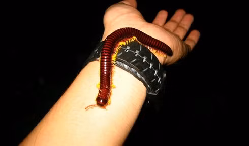 Cận cảnh cuốn chiếu chân lửa dân Mỹ đang lùng sục tìm mua làm... thú cưng ảnh 1