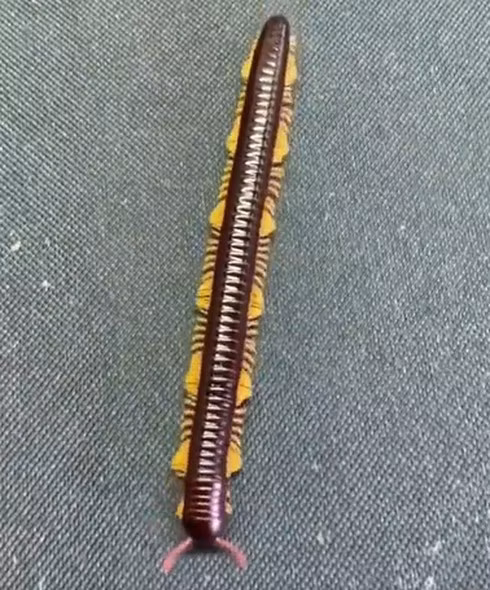 Cuốn chiếu có bộ chân vàng đặc trung đẹp mắt được nhiều người chọn làm thú cưng.