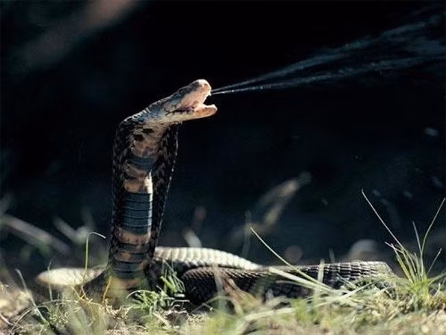 Cộng đồng mạng - Giải mã bí ẩn: Tại sao rắn hổ mang có thể phình rộng phần cổ? (Hình 2).