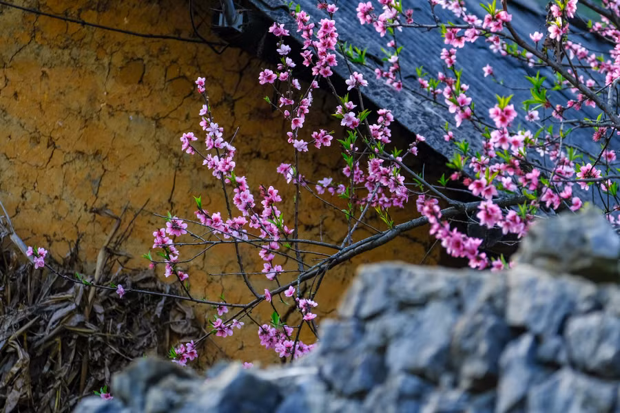 Keyword đầu tiên có dấu