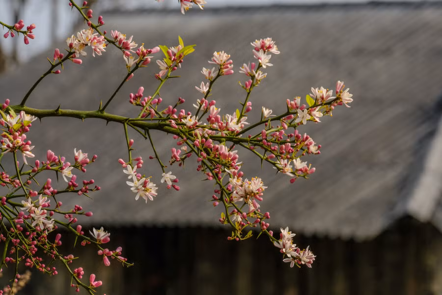 Keyword đầu tiên có dấu