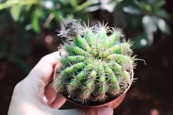 5 thứ này đặt trên bàn làm việc đừng hỏi sao sự nghiệp mãi lênh đênh