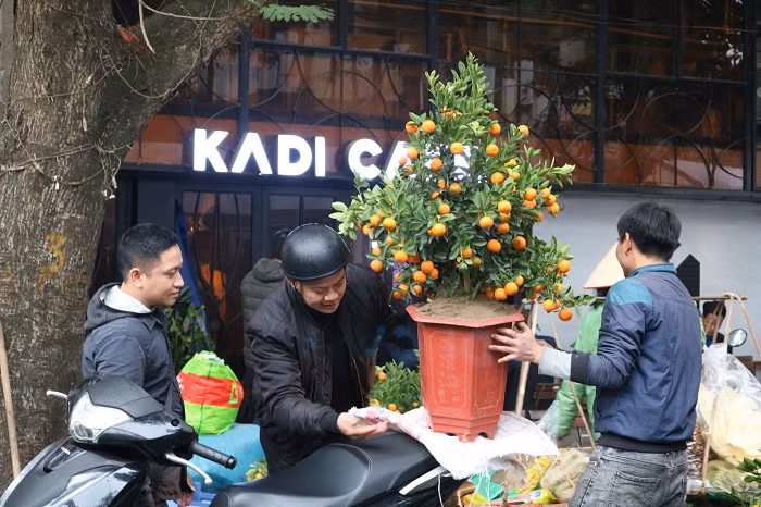 Rất nhiều quất Bonsai cũng được bày bán với giá thành hợp lý. Rất nhiều quất Bonsai cũng được bày bán với giá thành hợp lý.