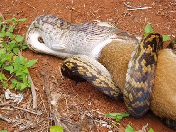 Cận cảnh quái vật sông Amazon hung bạo nhất hành tinh