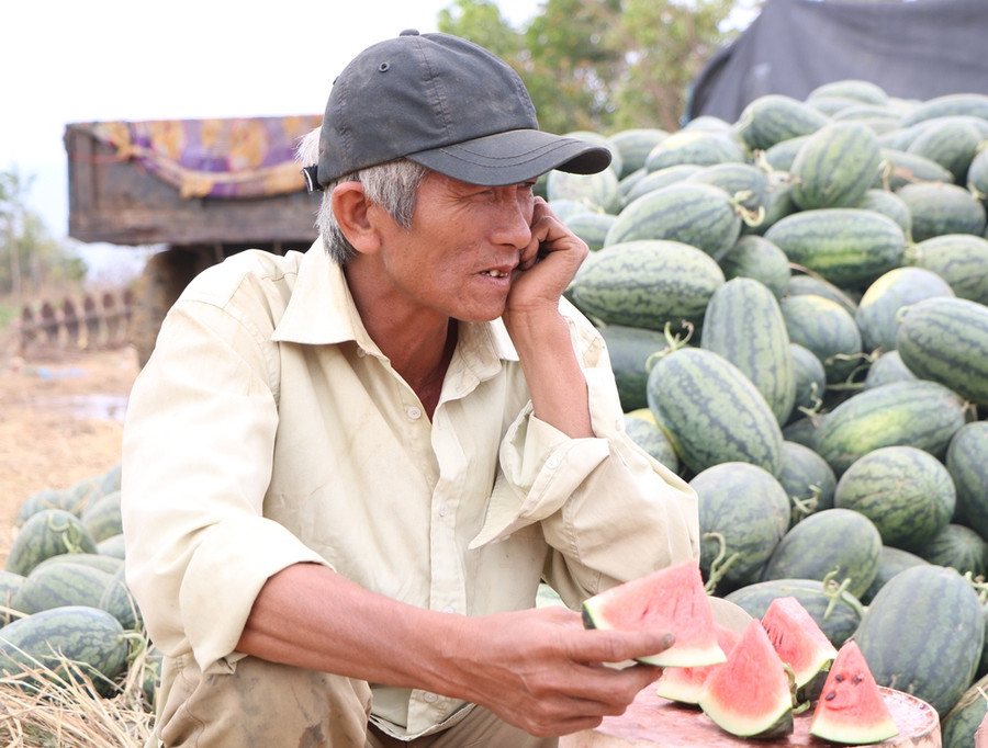 Ông Lê Ngọc Anh chỉ biết thở dài vì giá dưa sụt giảm. (Ảnh: Ý Thảo).