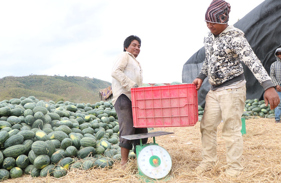 Cân dưa cho khách hàng. (Ảnh: Ý Thảo).