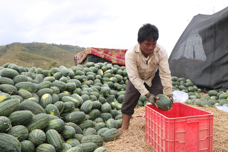 Nông dân tất bất cắt, chọn dưa để cân cho những ai có nhu cầu mua. (Ảnh: Ý Thảo).