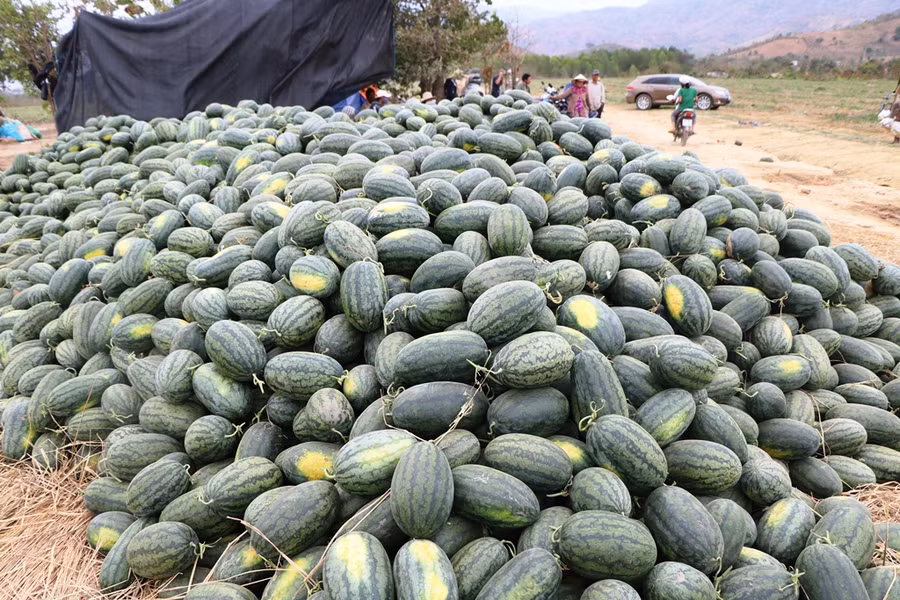 Hàng chục tấn dưa của bà con thu hoạch chất đóng tại rẫy. (Ảnh: Ý Thảo).