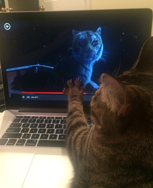 cuoi-te-ghe-12-11-than-hinh-that-su-va-than-hinh-tren-phay-2