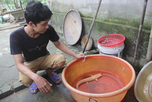 Bắt cá quý tiền tỷ, dân chỉ bỏ tủ lạnh không dám ăn ảnh 1