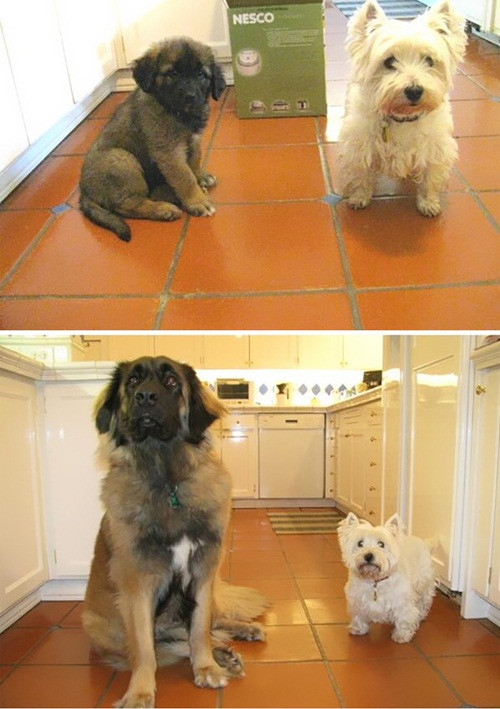 cuoi-te-ghe-12-11-than-hinh-that-su-va-than-hinh-tren-phay-3