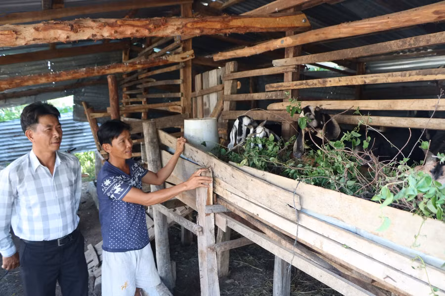 Mô hình nuôi dê sinh sản đã giúp các hộ dân phát triển kinh tế ổn định hơn. (Ảnh: Duy Quan).