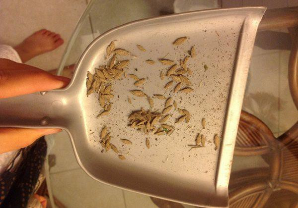 Thấy những “chiếc túi” bầu dục này trong nhà, bỏ ngay kẻo hối hận không kịp ảnh 1