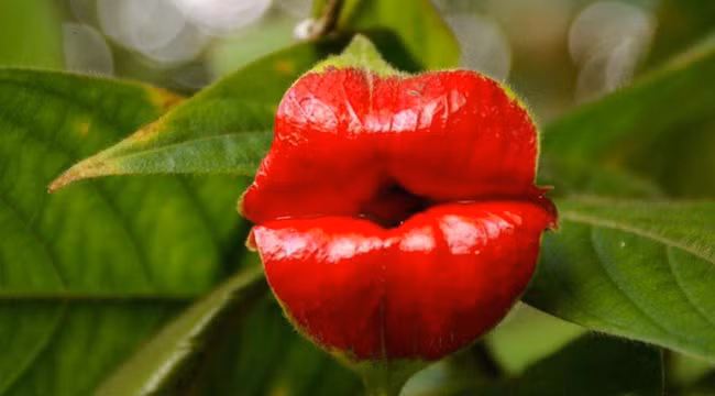 Những loài hoa với hình dáng kì lạ hiếm gặp trên thế giới 