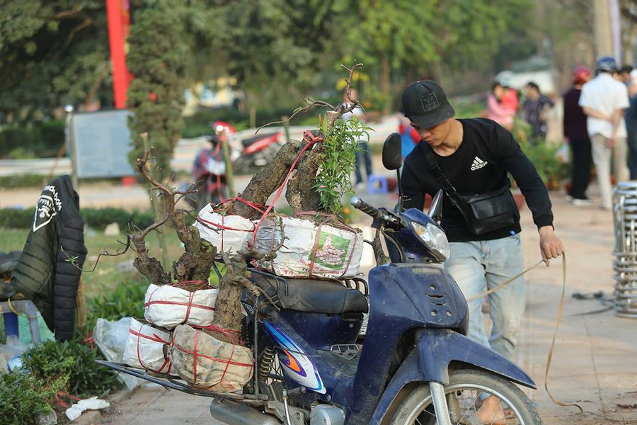 Đào cây được người dân cắt cành để chuyển về vườn. Đào cây được người dân cắt cành để chuyển về vườn.