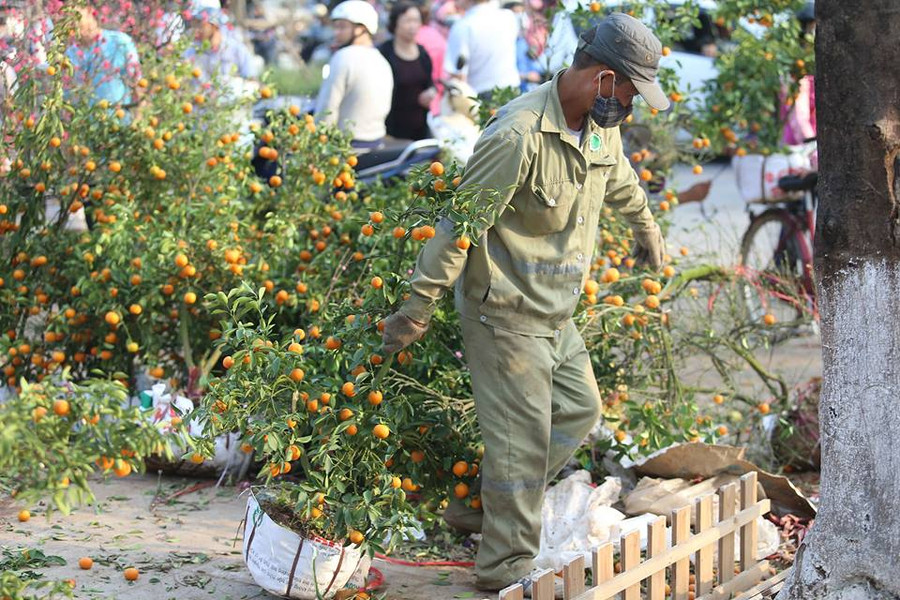 Vô số các chậu quất bị đập bỏ. Vô số các chậu quất bị đập bỏ.