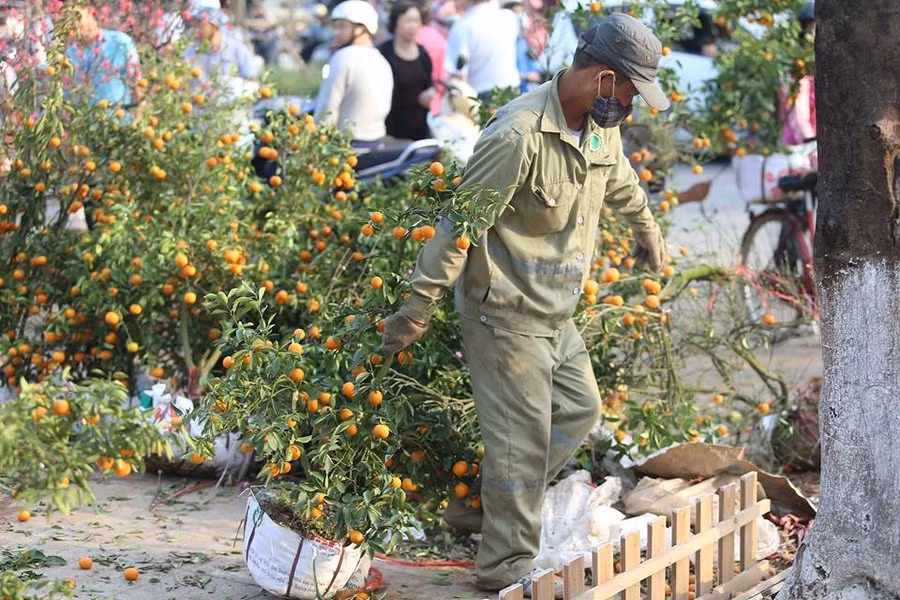 Vô số các chậu quất bị đập bỏ. Vô số các chậu quất bị đập bỏ.