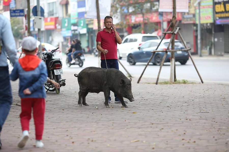 Ảnh: Thế Quang. Ảnh: Thế Quang.