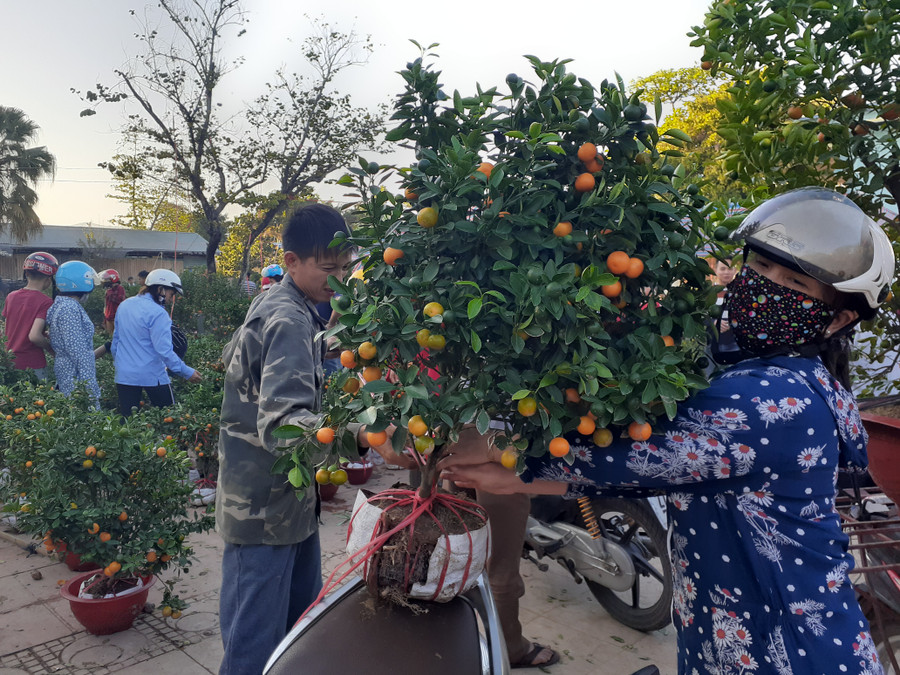 Chỉ với 100.000đ, người dân có thể lựa chọn nhiều cây tùy thích