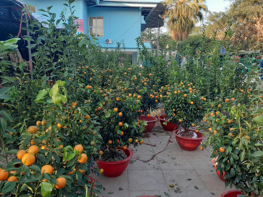 Số quất đang đợi xe chở ngược về nhà