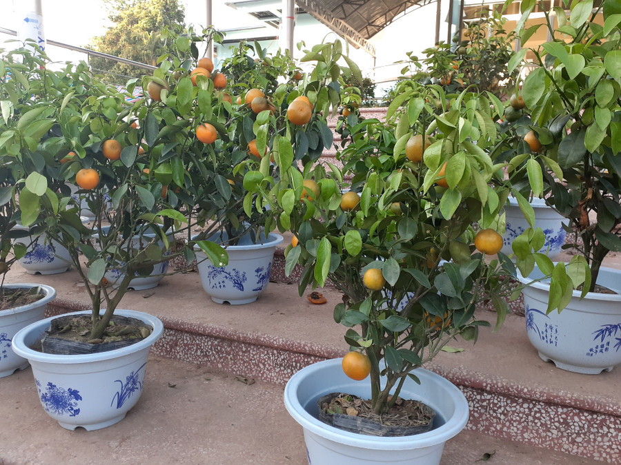 Quất ế ẩm, nhiều chủ hàng muốn "bán tháo" không xong