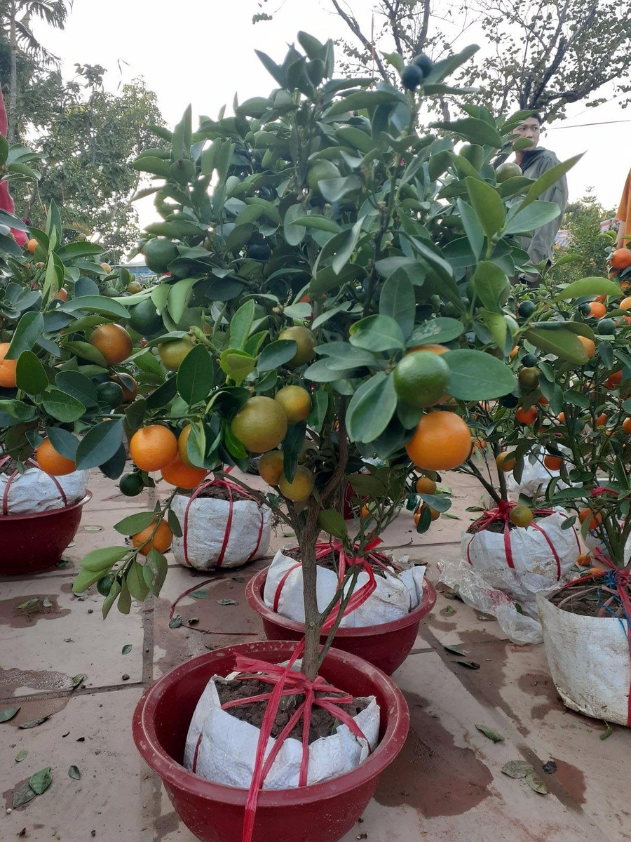 Một cây quất có giá bán 150.000đ, chiều 30 Tết chủ hàng giảm xuống còn 30.000đ cũng chẳng ai mua