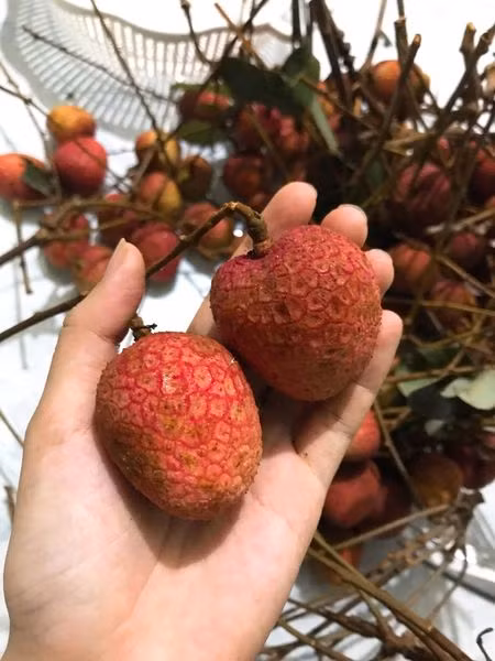 Cách làm vải ngâm đường ngọt thanh pha cùng trà giải khát mùa hè ảnh 1