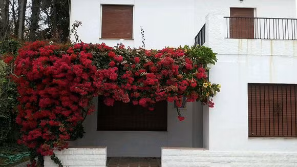 9 loại hoa nên trồng trên ban công, loại hoa khiến cả nhà luôn thơm mát, những loại hoa nên trồng trong nhà