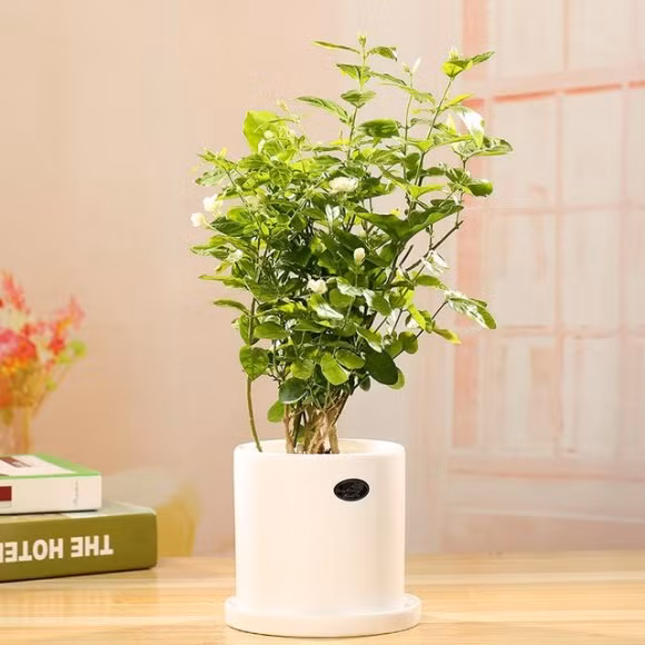 9 loại hoa nên trồng trên ban công, loại hoa khiến cả nhà luôn thơm mát, những loại hoa nên trồng trong nhà