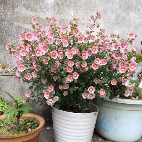 9 loại hoa nên trồng trên ban công, loại hoa khiến cả nhà luôn thơm mát, những loại hoa nên trồng trong nhà