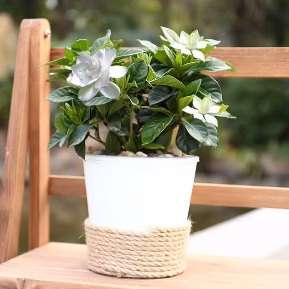 9 loại hoa nên trồng trên ban công, loại hoa khiến cả nhà luôn thơm mát, những loại hoa nên trồng trong nhà