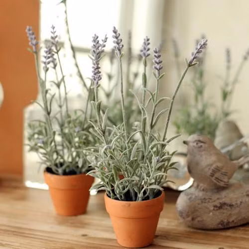 9 loại hoa nên trồng trên ban công, loại hoa khiến cả nhà luôn thơm mát, những loại hoa nên trồng trong nhà